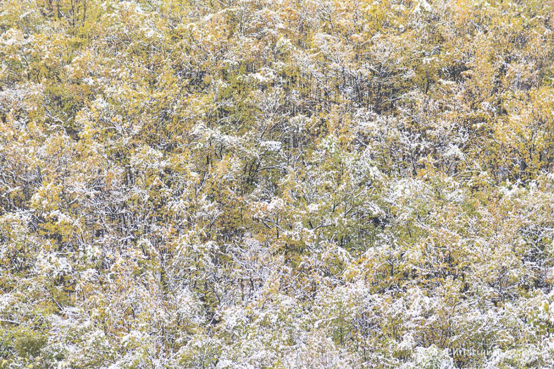 0276 - Châtaigniers d'automne enneigés ...