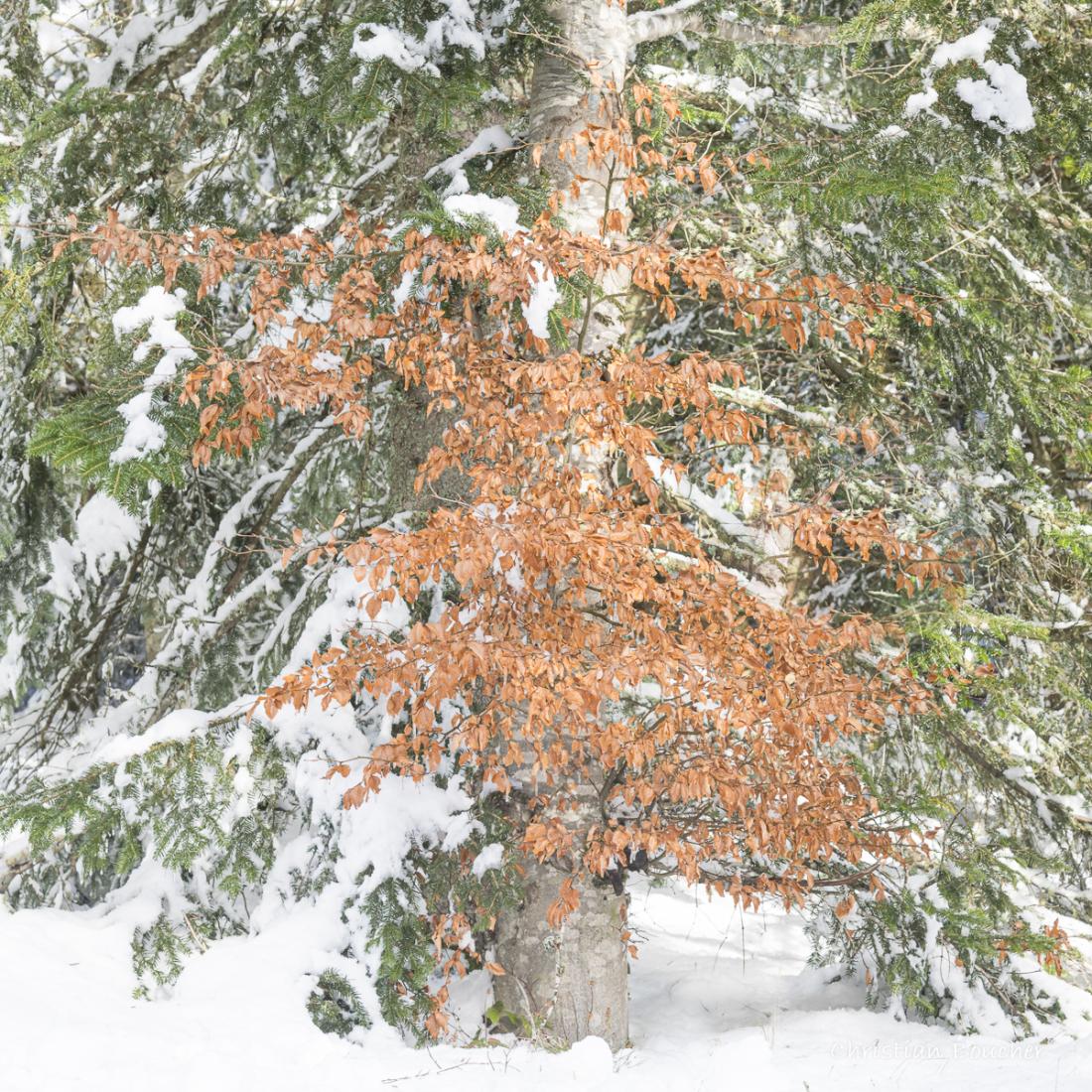 0365 - Le sapin et le jeune hêtre ...