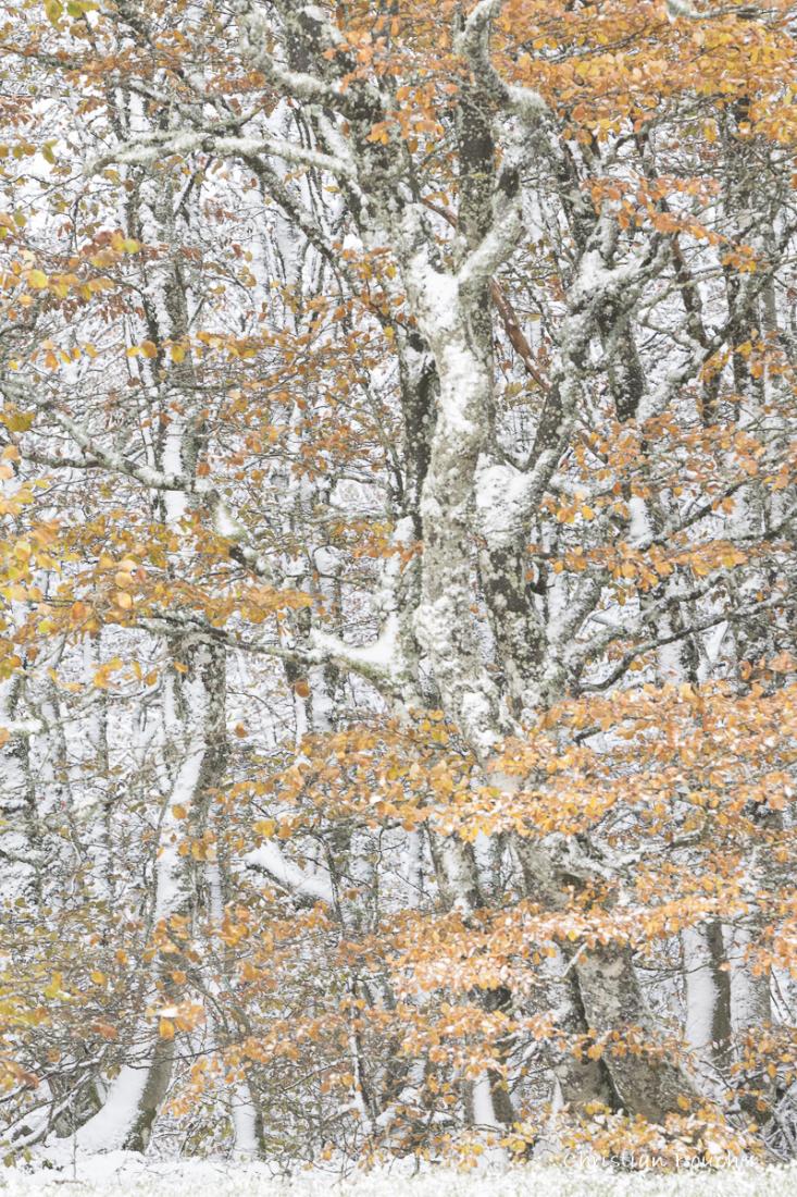 4244 - Le Fantome de l'automne ...