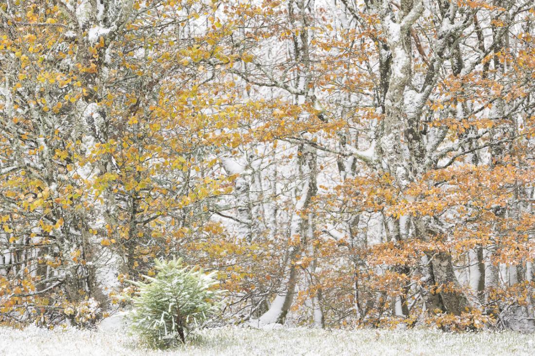 4245 - La forêt enneigé et le petit sapin