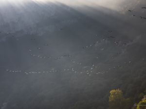 4368 Grands cormorans