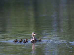 7795 canards