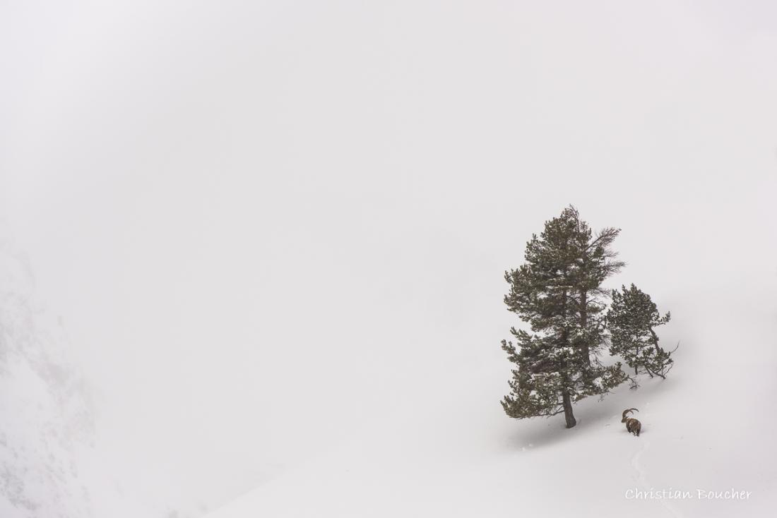 3068 - Bouquetin des Alpes