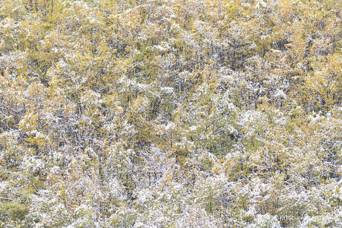 0276 - Châtaigniers d'automne enneigés ...