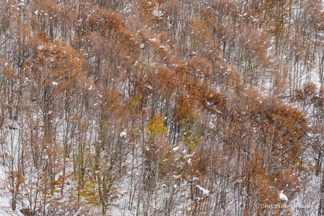 0435 - La forêt ocre tachetée de blanc