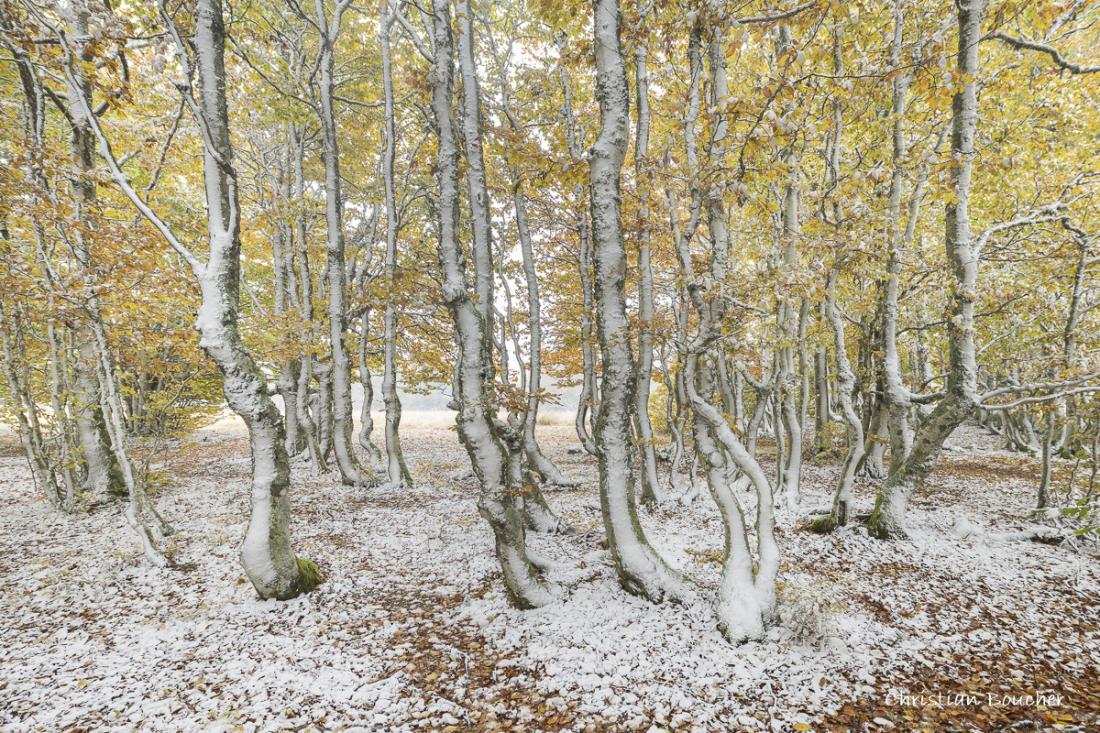 4315 - Fayards entre automne et neige