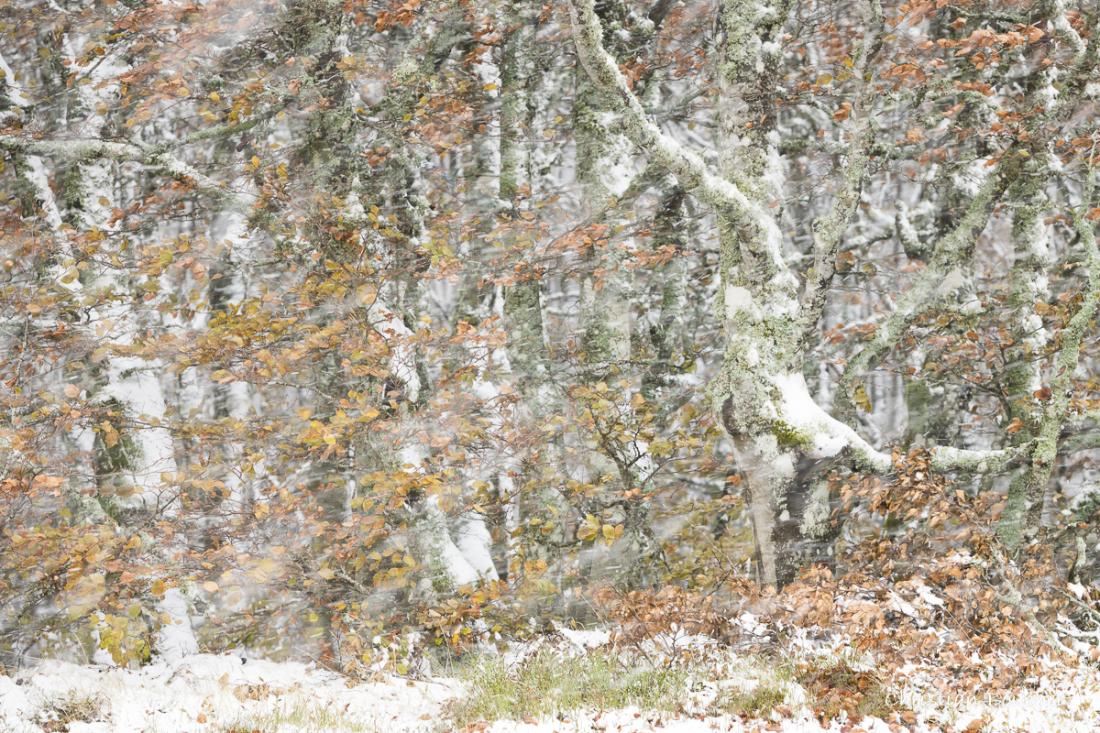 4320 - Pèriode de bûrle dans la forêt d'automne ...