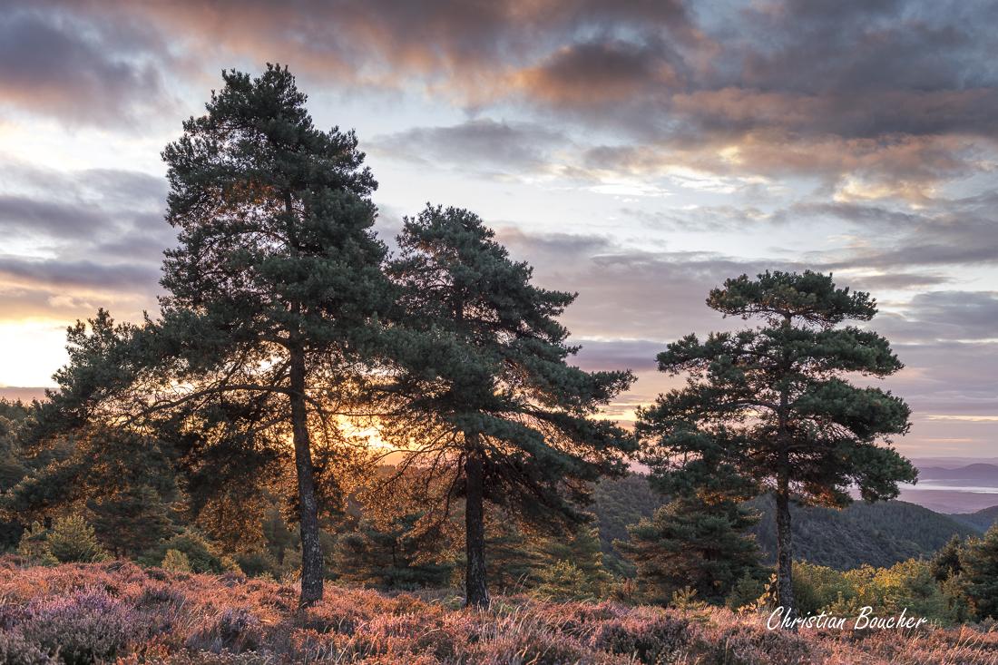 4444 - Les 3 pins martimes