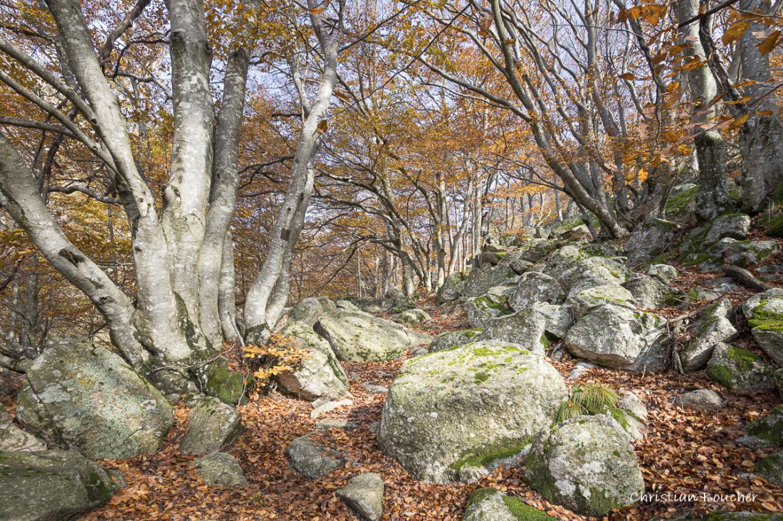4320 - Pèriode de bûrle dans la forêt d'automne ...