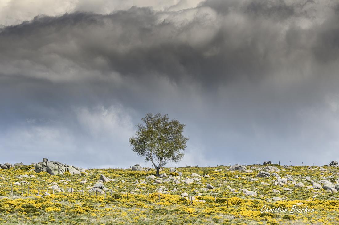 7638 - L'arbre et les genêts