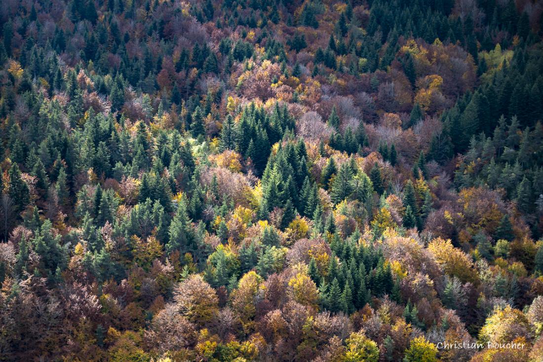 0020 - Forêt d'Ardèche en automne ...