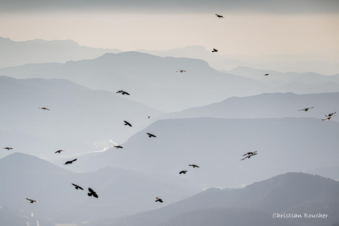 1383 - Vol des chocards