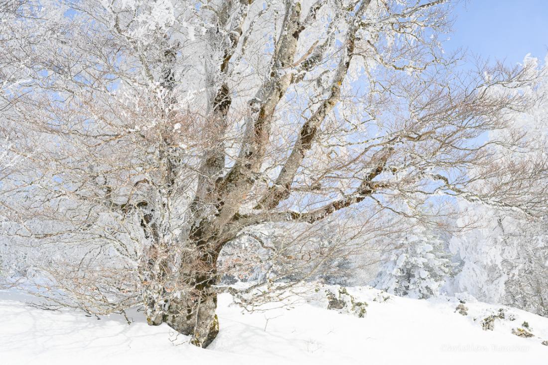 2858 - L'arbe après la chute de neige