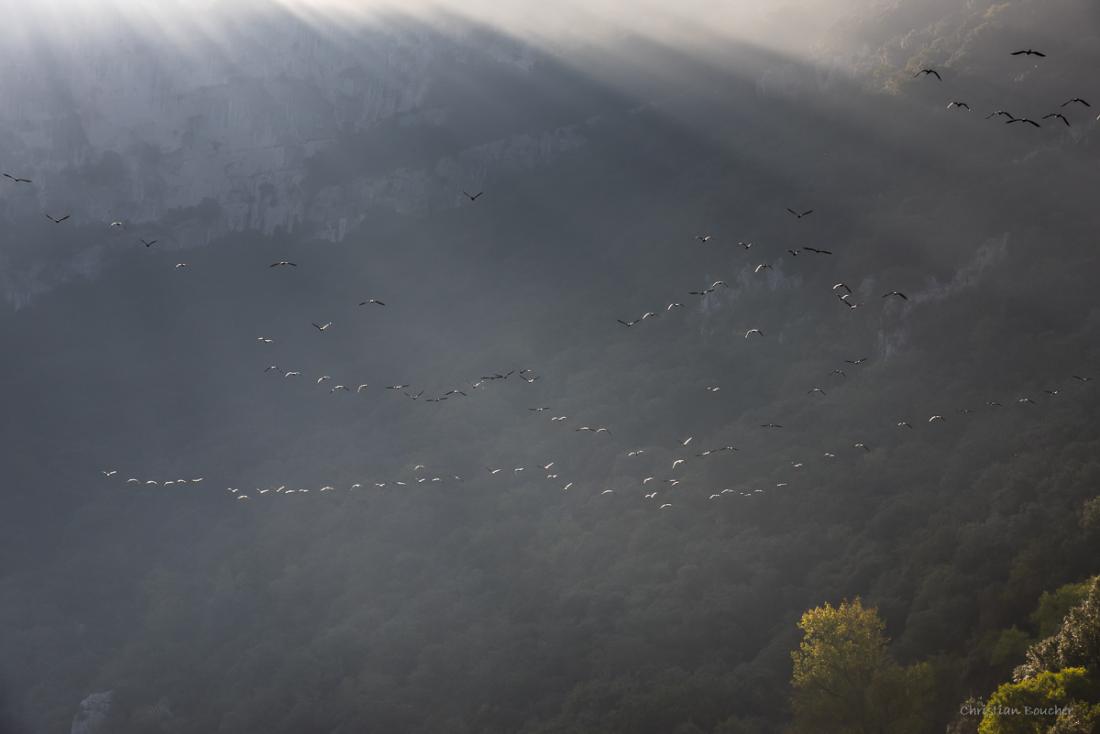 4368 - Grands cormorans