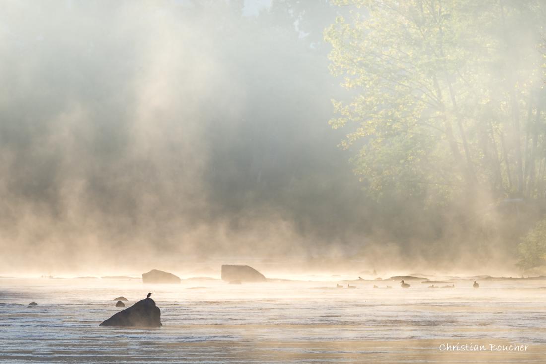 5574 - Rivière Labeaume, Le martin pêcheur et les canards