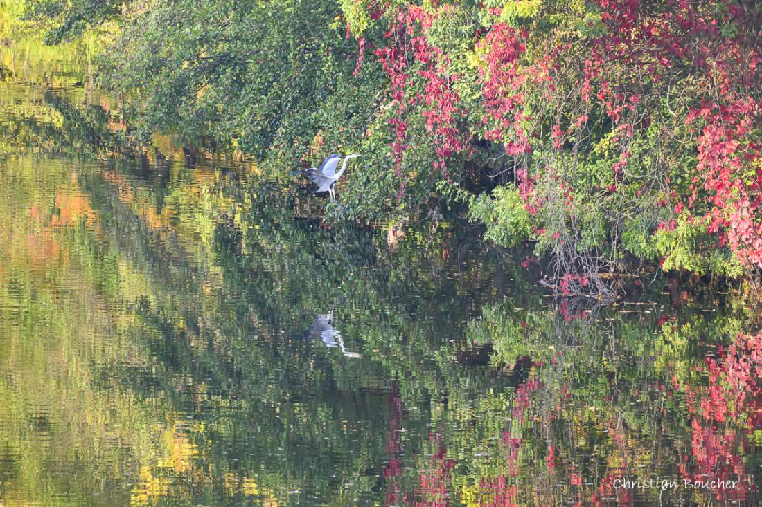 9517 - Rivière L'Ardèche, le héron et reflets