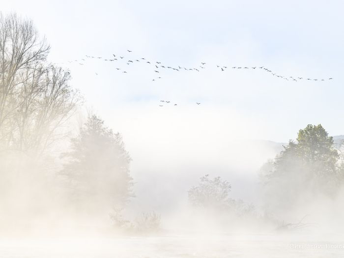 0488 Les Grands Cormorans