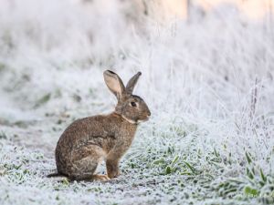1725 lapin