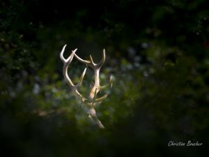 0502 cerf