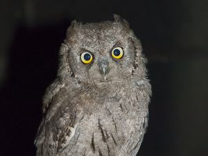 028 Hiboux Petit Duc