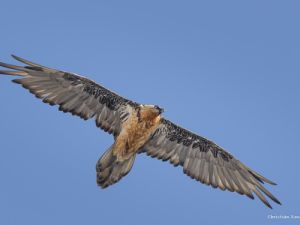 2492 Gypaète barbue