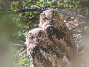 20085 Jeunes Hibous Grand duc