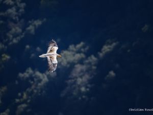 2193 vautour percnoptère