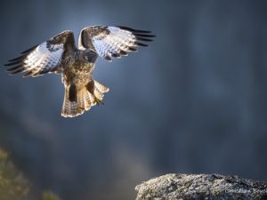 2666 Buse variable