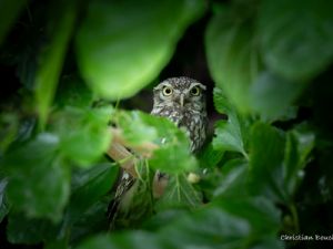 5171 Chevéchette d'Athéna