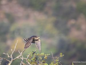 0012 Epervier d'Europe