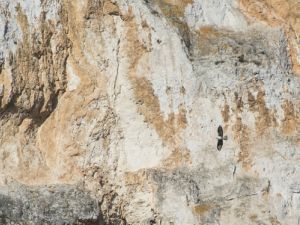 1842 Aigle de Bonelli