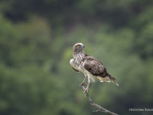 9396 Circaete Jean Leblanc