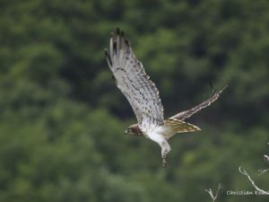 9502 Circaete Jean Leblanc