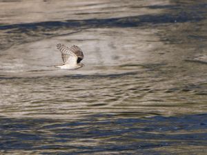 4129 Epervier d'Europe