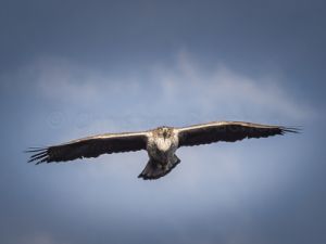 6168 Aigle de Bonelli