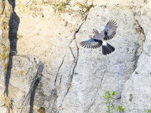 0003 Geai des chênes