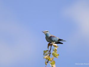 9592 Rollier d'Europe