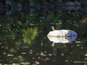 9666 Martin Pêcheur