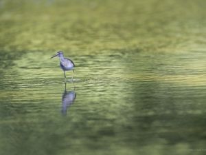 4177 Chevalier Gambette