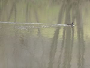 6587 Gallinule Poule d'eau