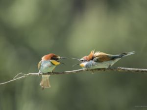 8815 Guêpiers d'Europe