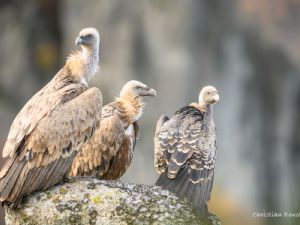 1491 Fauves + Rüppel