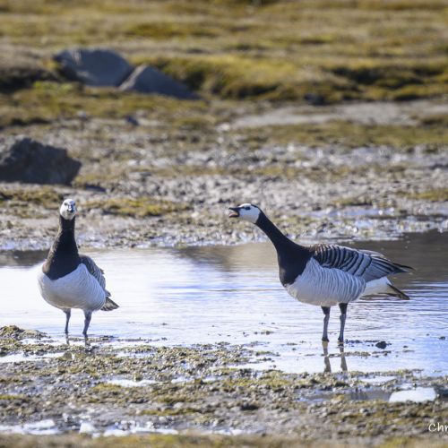 5305 Bernache nonette