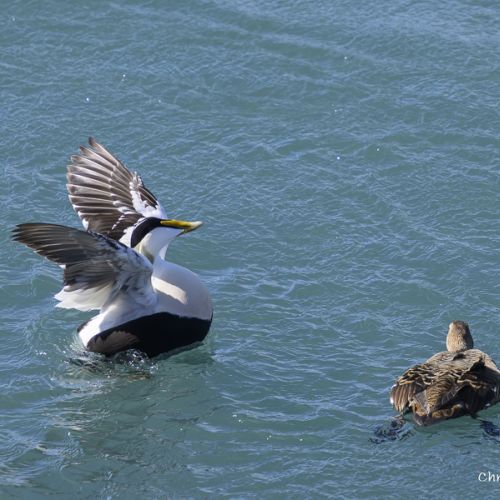 5919 Eider à duvet