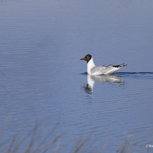 6302 Mouette pygmée