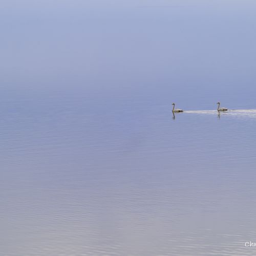 6459 Cignes chanteurs