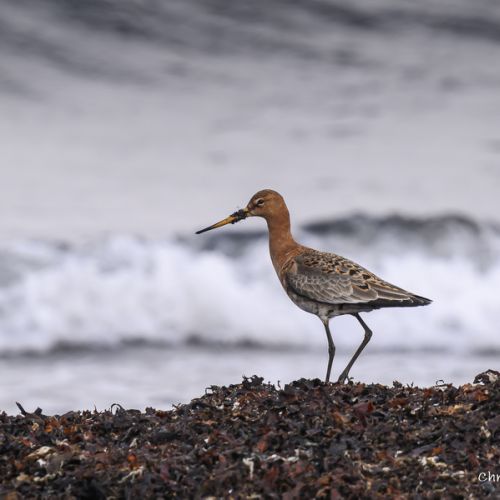 Barge à queue noire