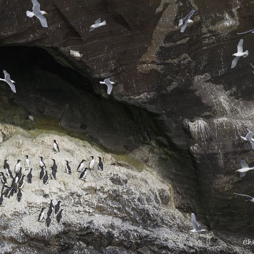 8094 Guillemots de Troï - Fulmars