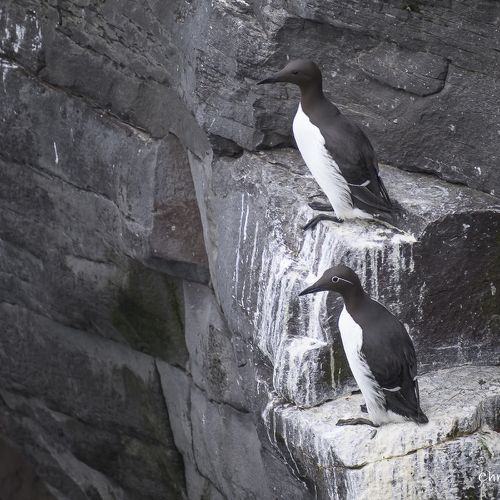 8157 Guillemot fr Troï