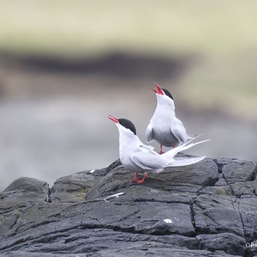 8201 Sternes arctique